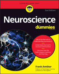 Обложка «Neuroscience For Dummies»