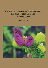 Обложка «Виды и формы хвойных, культивируемые в России. Часть 2. Picea A. Dietr., Thuja L.»