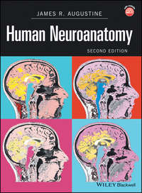 Обложка «Human Neuroanatomy»