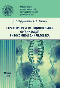 Обложка «Структурная и функциональная организация рибосомной ДНК человека»