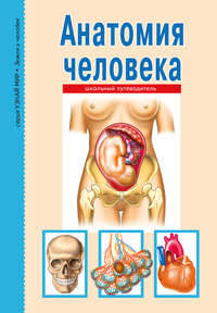 Обложка «Анатомия человека»