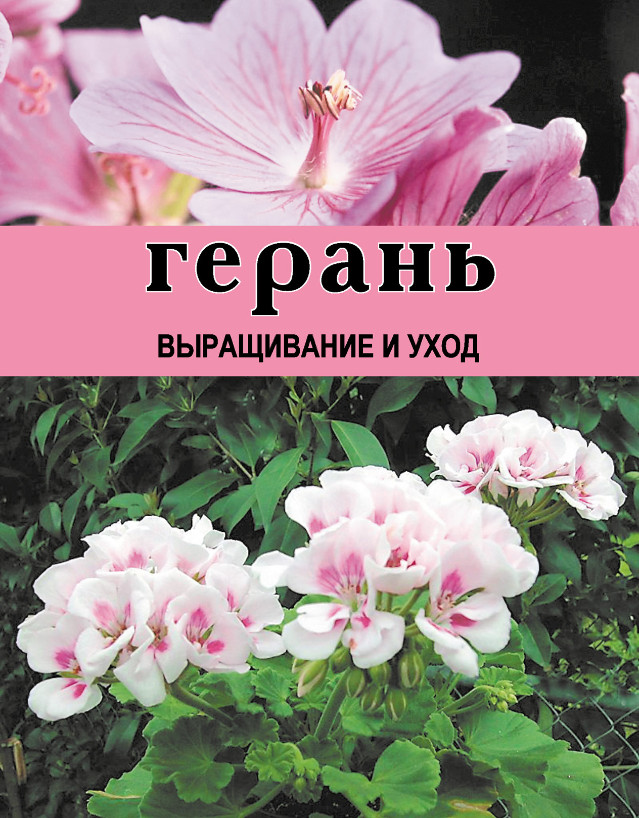 Герань. Выращивание и уход, Дарья Резько – скачать книгу fb2, epub, pdf на  ЛитРес