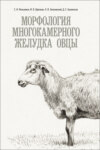 Морфология многокамерного желудка овцы