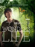 Wonders of Life - Andrew  Cohen