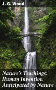 Nature\'s Teachings: Human Invention Anticipated by Nature