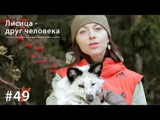 Лисица - друг человека - Евгения Тимонова