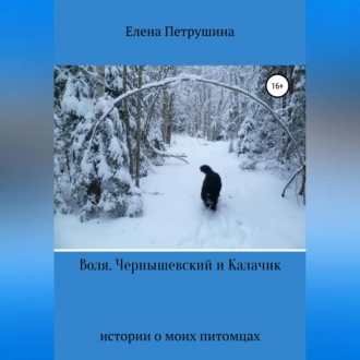 Воля, Чернышевский и Калачик — Елена Петрушина