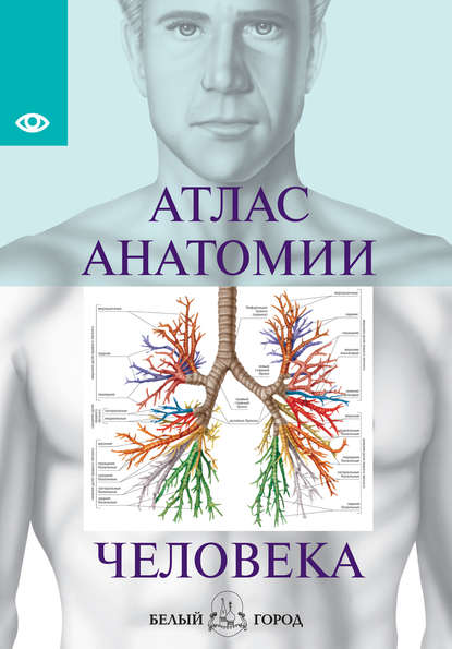 Группа авторов - Атлас анатомии человека. Все органы человеческого тела