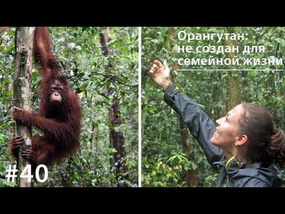 Орангутан: не создан для семейной жизни - Евгения Тимонова