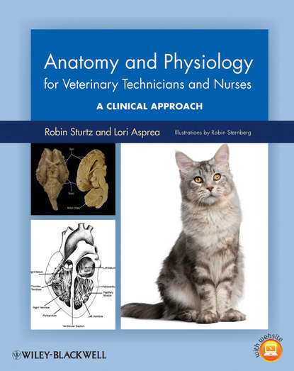 Robin Sturtz - Anatomy and Physiology for Veterinary Technicians and Nurses