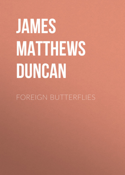 James Matthews Duncan - Foreign Butterflies