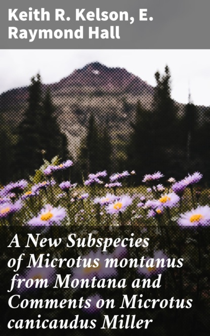 E. Raymond Hall - A New Subspecies of Microtus montanus from Montana and Comments on Microtus canicaudus Miller