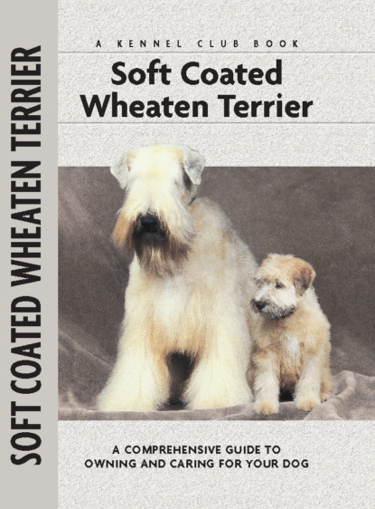 Juliette Cunliffe - Soft Coat Wheaten Terrier