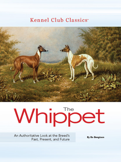 Bo Bengtson - The Whippet