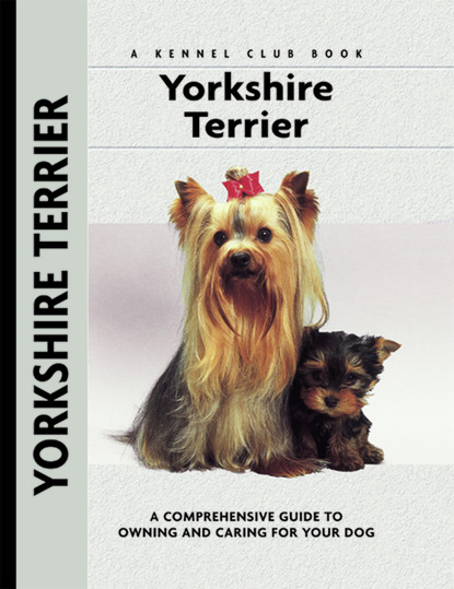 

Yorkshire Terrier