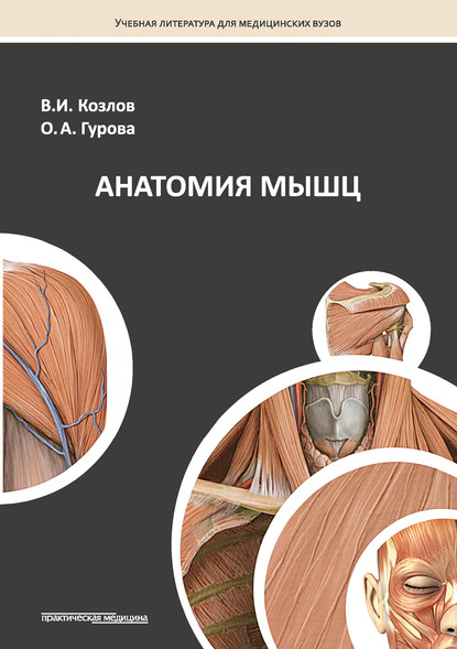 Ольга Гурова - Анатомия мышц