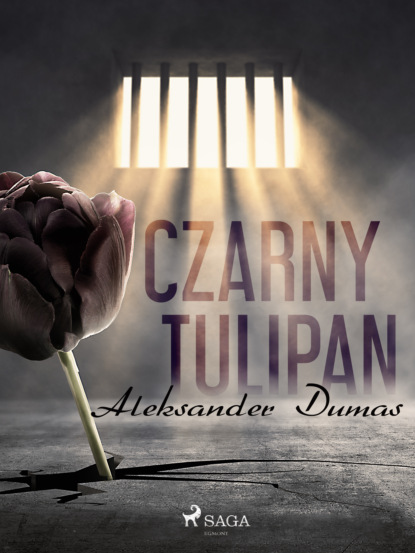 

Czarny tulipan