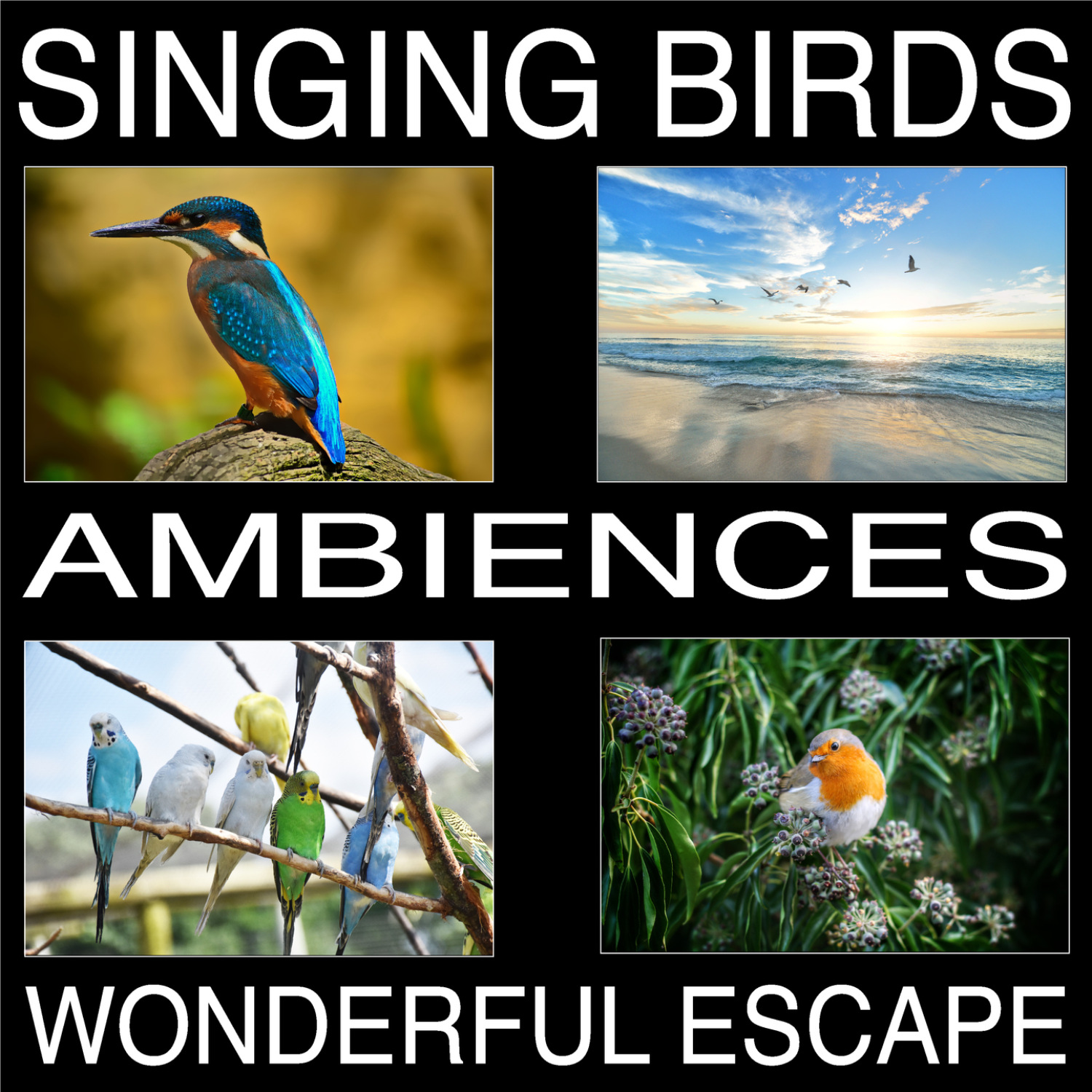 Listen the birds sing